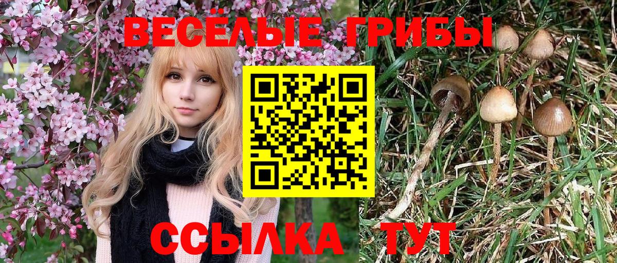 Псилоцибиновые грибы Psilocybine cubensis  Вход с VPN  Ступино 